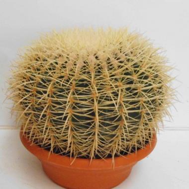 109  UNIDAD DE E. GRUSONII T-25 CM.